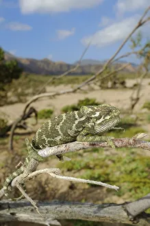 Monarch Chameleon (Chamaeleo monachus)