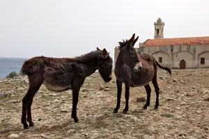 The Monastery of St Andrew on the Karpaz Peninsula