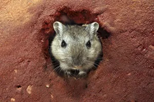 Mongolian gerbil (Meriones unguiculatus)