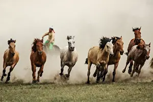 Mongolian Horses in the steppes of Mongolia