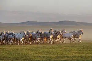 Mongolian white wild horses running on the endless grasslands