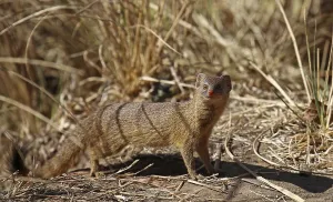 Mongoose (Herpestidae) at South Luangwa National Park