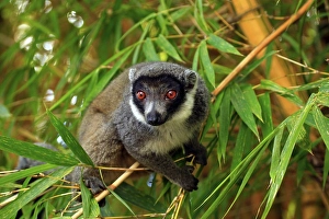 Mongoose Lemur (Eulemur mongoz)