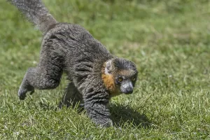 Mongoose lemur (Lemur albimanus) primate native to Madagascar and introduced to the Comoros Islands
