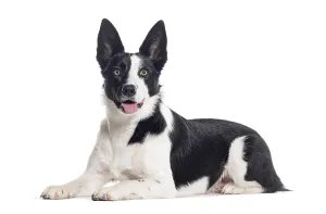 Mongrel dog black and white panting