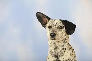 Mongrel, dog, black and white, portrait