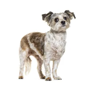Mongrel Dog looking up, isolated on white