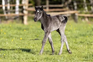 Mongrel horse, foal, Germany