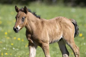 Mongrel horse, foal, Germany
