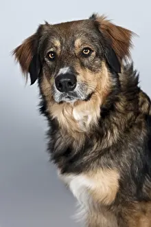 Mongrel, portrait