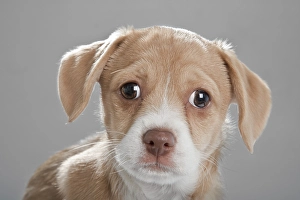 Mongrel puppy