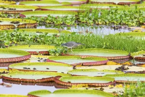 Mongrove Heron (Butorides striatus) Pantanal Brazil