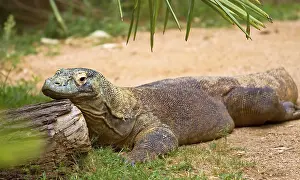 Monitor lizard. Atlanta zoo, Georgia, Asia