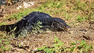 A monitor lizard lying flat on the ground