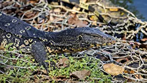 A monitor lizard lying on a pile of leaves on the ground
