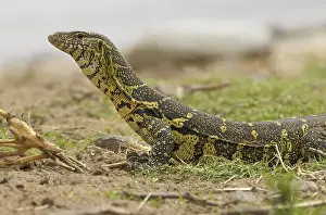 Monitor lizard (Varanus niloticus)