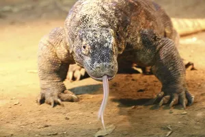 The monitor lizards (Varanus) form a genus of about 79 species of scaly crawlers (Squamata)