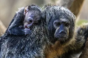 Monk monkey (Pithecia monachus)