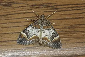 Monk spotted banded moth (Dysstroma truncata)
