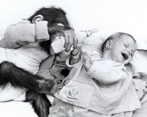 Monkey baby feeds human baby, England