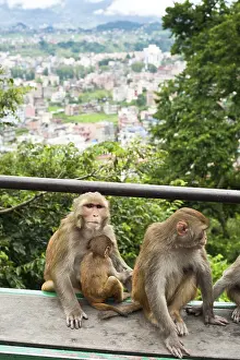 Monkey at Buddhist shrine Swayambhunath Stupa
