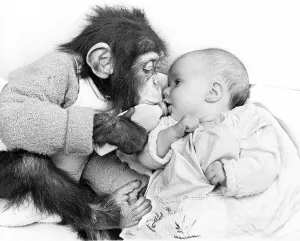 Monkey gives baby the bottle, England