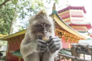 Monkey, Macaque (Macaca), Tiger Cave Temple