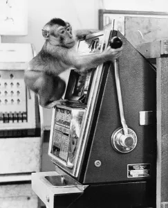 Monkey operates slot machines, England