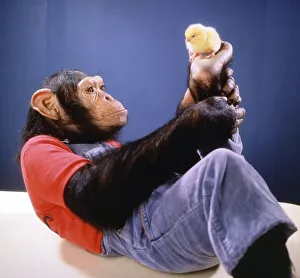Monkey plays with a chick, England, Great Britain