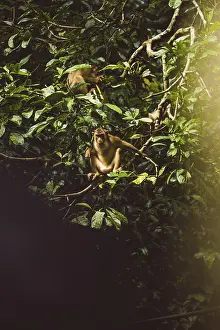 A monkey screams in the dense foliage of a tree