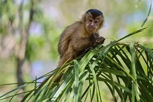 Monkey sitting attentively on a branch