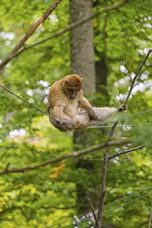 A monkey sitting on a rope in the green forest