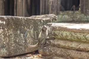 Monkey in the temple complex of Angkor Wat