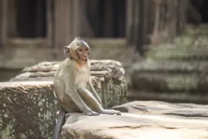 Monkey in the temple complex of Angkor Wat
