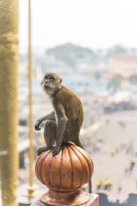 Monkey in a temple complex in Malaysia