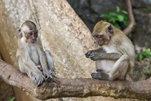 Category Buddhism Prints: Monkey in Wat Sok Tham temple, macaque
