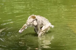 Monkey in the water