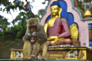 Monkeys at Swayambhu, Monkey Temple