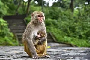 Monkeys at Swayambhu, Monkey Temple