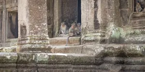 Monkeys in the temple complex of Angkor Wat