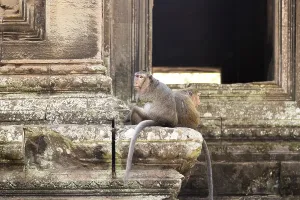 Monkeys in the temple complex of Angkor Wat