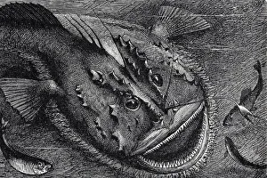 Monkfish (Lophius piscatorius)