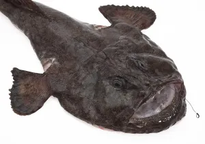 Monkfish (lophius piscatorius)