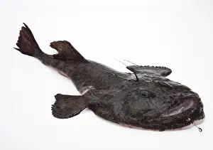 Monkfish (lophius piscatorius)