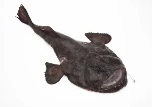 Monkfish (lophius piscatorius)