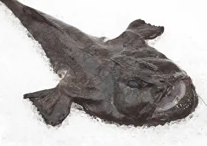Monkfish (lophius piscatorius), Fresh Fish on Ice