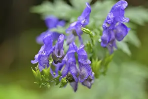 Monkshood (Aconitum napellus)