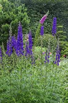 Monkshood (Aconitum napellus) and foxglove (Digitalis purpurea)