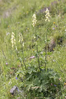 Monkshood (Aconitum vulparia), Merkel family