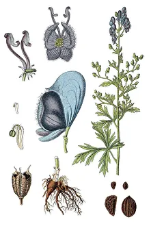 Monkshood or Wolf's Bane (Aconitum napellus)